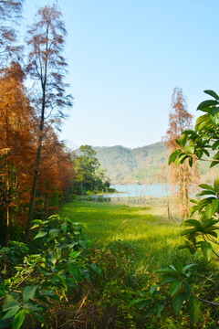 湿地公园景色