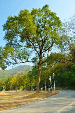 涧畔坪风景树