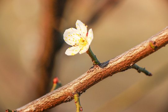 白花