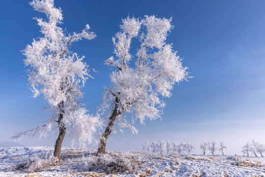 冬季雪景