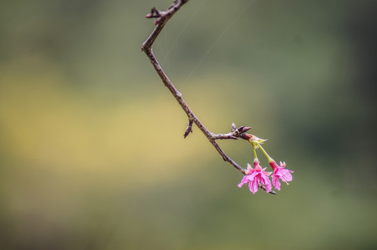 樱花