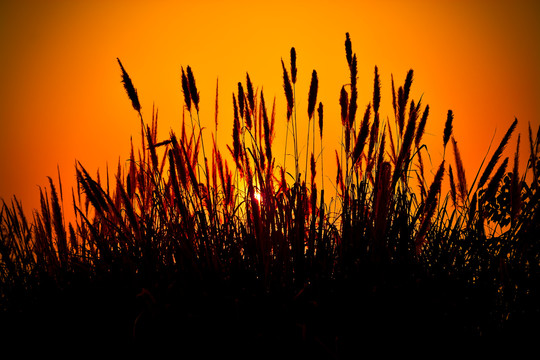 夕阳下的唯美芦苇剪影