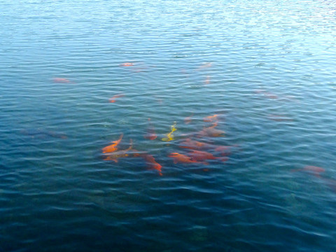 湖水里面的鱼