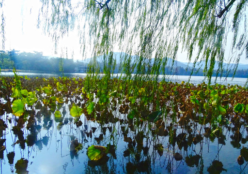 西湖景观