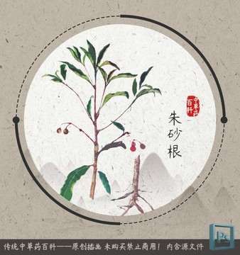 中草药植物插画朱砂根