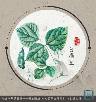 中草药植物插画白扁豆