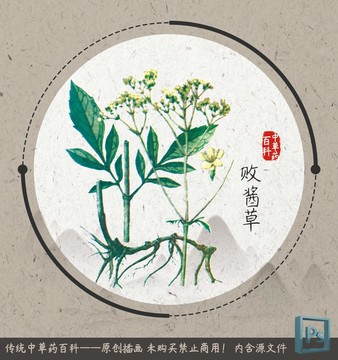 中草藥植物插畫敗醬草