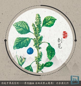 中草药植物插画刺苋