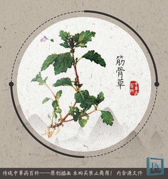 中草藥植物插畫筋骨草