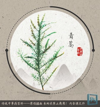 中草药植物插画青蒿