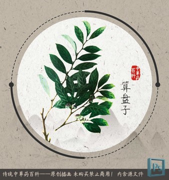 中草药植物插画算盘子