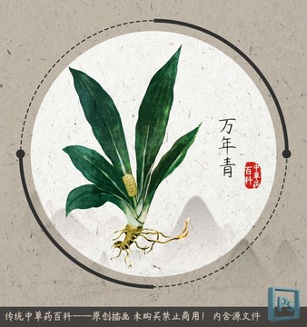 中草藥植物插畫萬年青