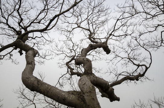 冬天天空下的树木树枝
