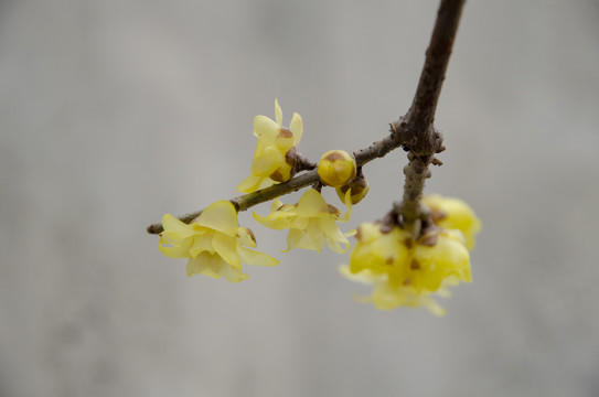 黄色腊梅花