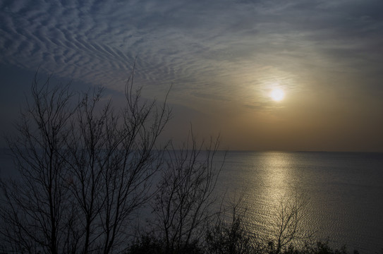 太湖夕阳下的枯树