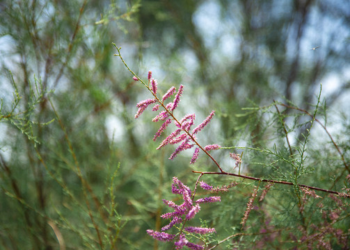 沙漠里的红柳花