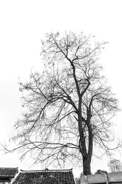 冬天黑白枯树