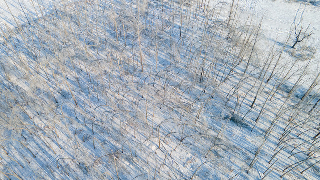 雪后的树