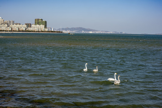 白天鹅惊现威海九龙湾