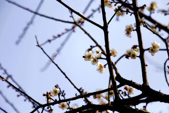 梅花枝干