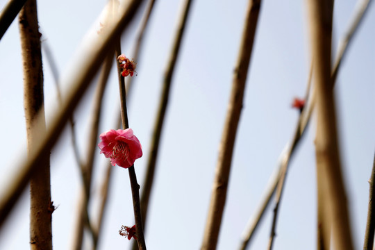 粉红梅花