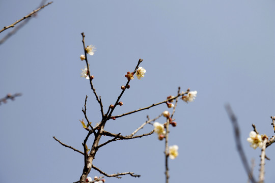 梅花天空