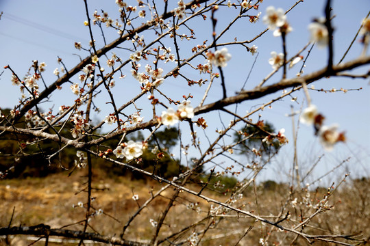 梅花树枝