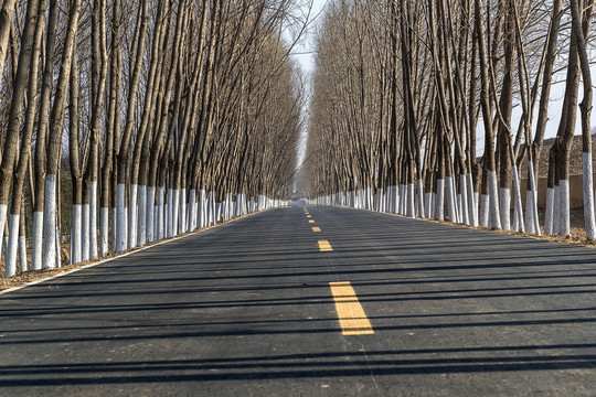 伸向远方的道路和树林