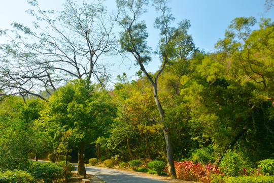 路边风景树