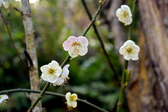 梅花