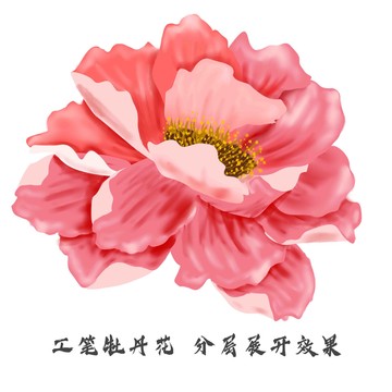 手繪牡丹花