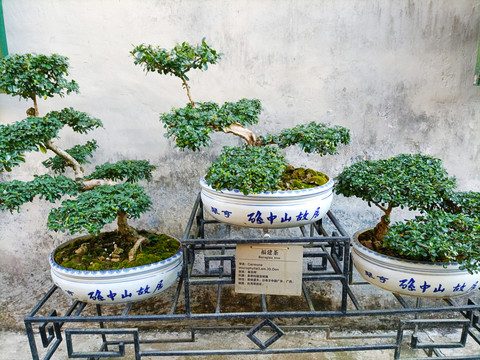 福建茶盆景