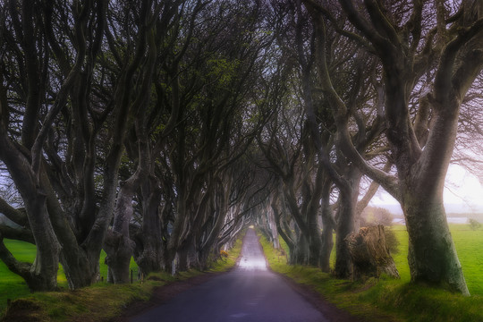 北爱尔兰著名景点黑暗树篱美景