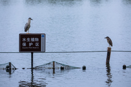 西湖夜鹭