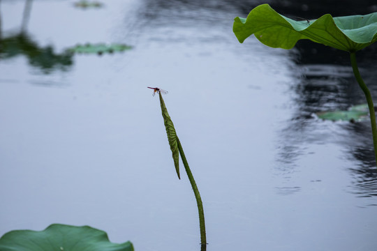 西湖蜻蜓