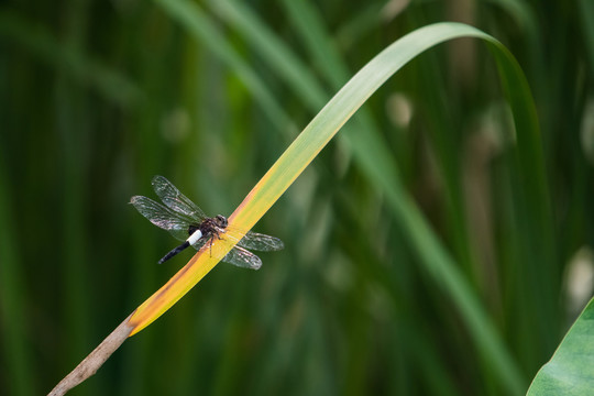 西湖蜻蜓