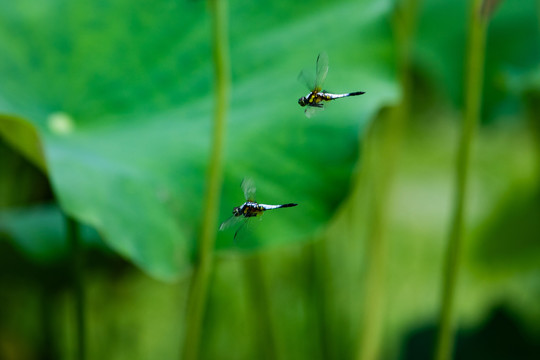 西湖蜻蜓