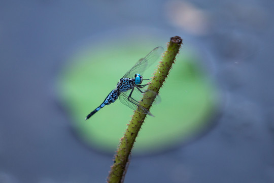 西湖蜻蜓