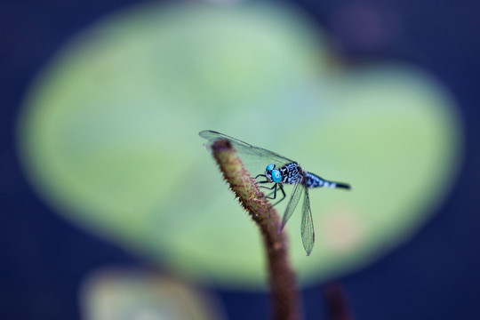 西湖蜻蜓