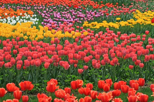 郁金香花海