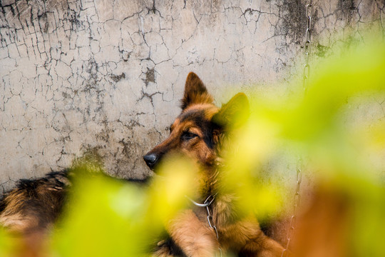 德国牧羊犬