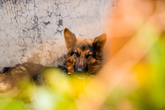 德国狼犬