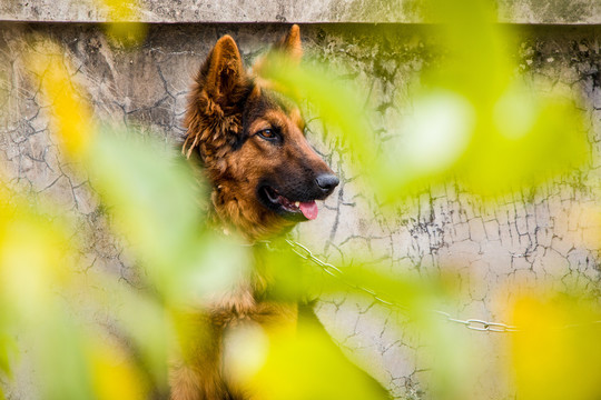 德国牧羊犬忠诚