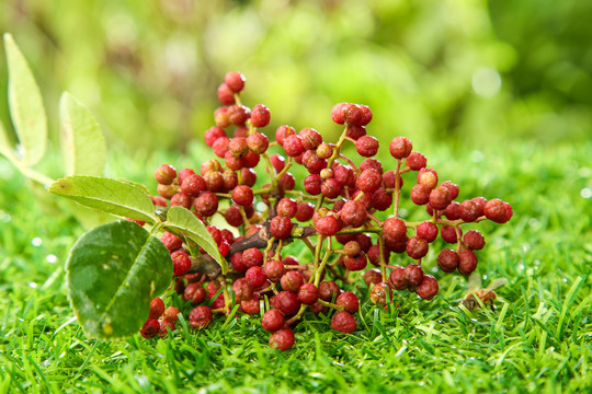 花椒果實(shí)