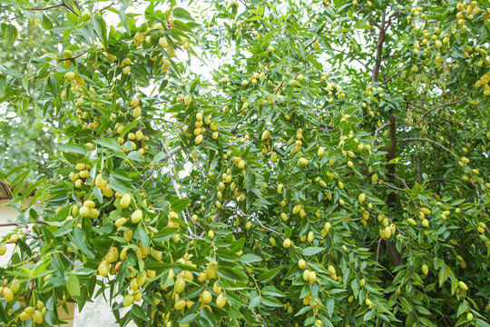 大荔冬棗樹(shù)