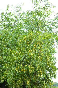 大荔冬棗樹(shù)