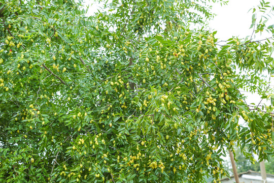 大荔冬棗樹(shù)