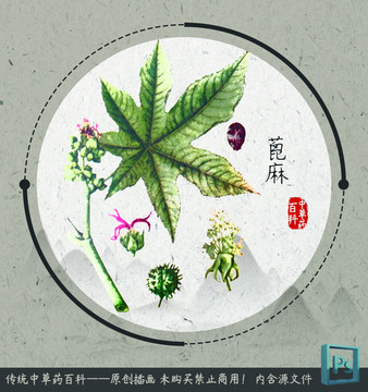 中草药植物插画蓖麻