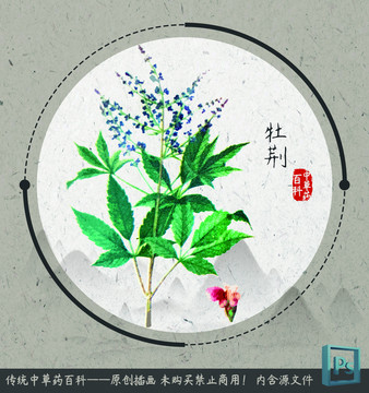 中草药植物插画牡荆