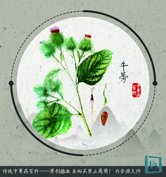 中草藥植物插畫(huà)牛蒡